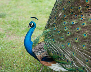 Peacock bird Stock Photos.  Peacock bird close-up profile view. Peacock bird, the beautiful colorful bird. Image. Picture. Portrait. Photo.