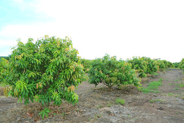 Growing Mango field in valley of Thailand