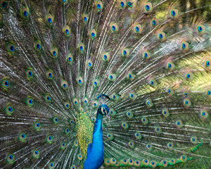 Peacock bird Stock Photos.  Peacock bird close-up profile view. Peacock bird, the beautiful colorful bird. Image. Picture. Portrait. Fan tail.