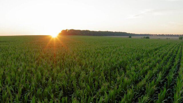 Flying over corn field during sunrise. Drone video recording