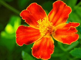 Fototapeta premium Marigold flower close up. Bright red petals on a juicy background of green grass. Vivid illustration with contrasting and saturated colors on the theme of summer and bloom. Macro