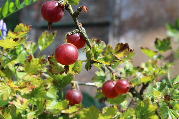 gooseberry berries close up side view grow on a Bush gardening