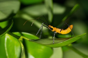 Milkweed assassin bug nymph hunting for small insects in plant foliage at night. Classified as true bugs in the hemiptera order, they are found throughout the Americas and West Indies.