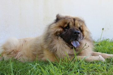 Chien &agrave; langue bleue, chow chow