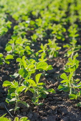 Glycine max, soybean, soya bean sprout growing soybeans on an industrial scale. Products for vegetarians. Agricultural soy plantation on sunny day. An untreated field with weeds.