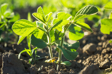 Glycine max, soybean, soya bean sprout growing soybeans on an industrial scale. Products for vegetarians. Agricultural soy plantation on sunny day. An untreated field with weeds.