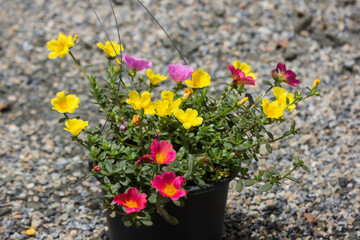 Naklejka premium Common Purslane