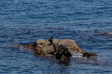 Fototapeta premium landscape in the coast in the north of spain