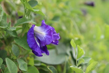 close-up butterfly pea flowers with green leaves on tree