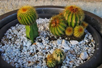 Little cactus in a flowerpot