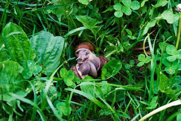 three snails kissing in the green grass. Summer. nature. environment. Wildlife. love.