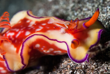 ウミウシカクレエビ