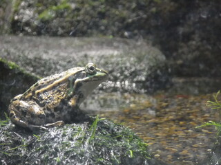 Frog in the case（Pelophylax）　～ケースの中にいる蛙（ダルマガエル）