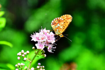 Photo project `One hour in the life of a rose flower. Summer mood in the wild.` Macro. Photo number thirteen