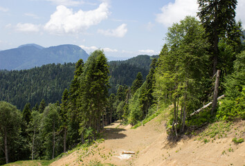 Fototapeta premium Road to the forest on the mountainside
