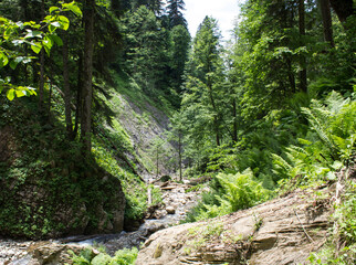 A small mountain river in the forest
