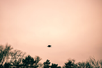 The crow flies