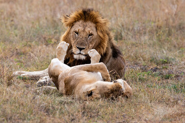 Lion mating couple spending several days together on the plains of the Msai Mara National Reserve in Kenya