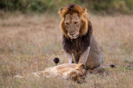 Lion mating couple spending several days together on the plains of the Msai Mara National Reserve in Kenya