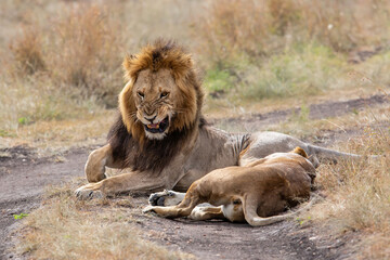 Obraz premium Lion mating couple spending several days together on the plains of the Msai Mara National Reserve in Kenya