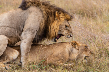 Lion mating couple spending several days together on the plains of the Msai Mara National Reserve in Kenya