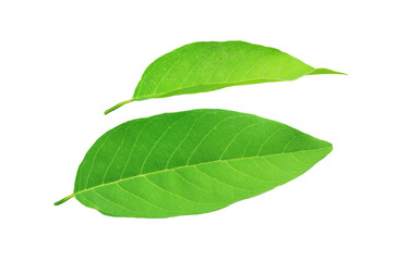 Obraz premium Green custard apple leaves isolated on white background