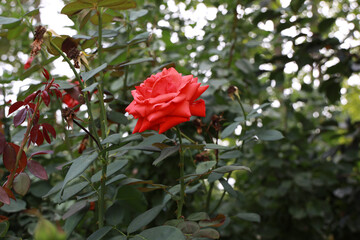 red rose in the garden