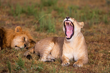 Lion mating couple spending several days together on the plains of the Msai Mara National Reserve in Kenya