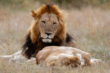 Fototapeta premium Lion mating couple spending several days together on the plains of the Msai Mara National Reserve in Kenya