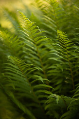 green fern leaves