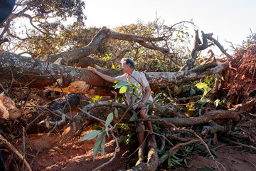 Biologist Environmentalist looking over the damage cause to an Avocado tree that was bulldozed down in an Urban Area of Brasilia, Brazil, to make room for expansion in the Northwest part of the city.
