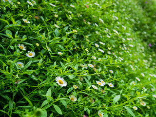 green grass and white flowers
