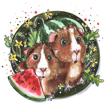 Animal cartoon style Guinea pigs Watermelon summer illustration