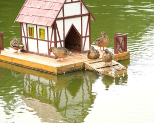 duck house made of wood on a like