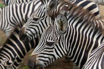 Fototapeta na wymiar Many zebra are eating glass in the jungle as for nature wide life background.