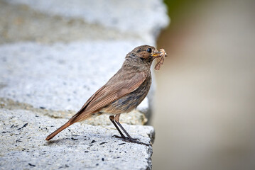 Black redstart female bird with insect for chicks (Phoenicurus ochruros)