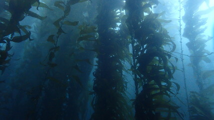 Fototapeta na wymiar Kelp forest