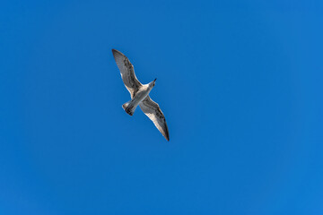 seagull flying over us in blue sky