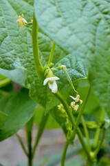 red kidney bean white flowers in close up  in summer in an alltoment