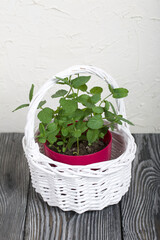 Mint in a pot. A pot in a white wicker basket. On a white background.