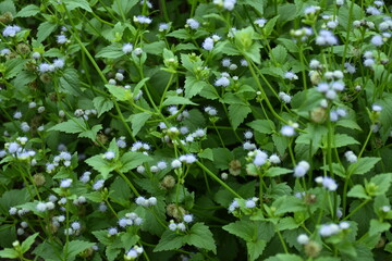 Green leaf nature background with white flowers