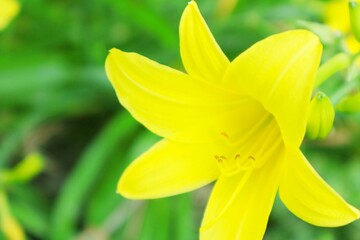 Fototapeta na wymiar narciso amarilla en medio del campo con precioso fondo verde desenfocado, bokeh, verde, primavera, 