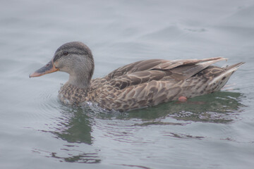 Colour nature photograph of wild ducks swimming in Lake Ontario at the Kingston Harbour in Kingston, Ontario Canada during a sunny late summer afternoon.