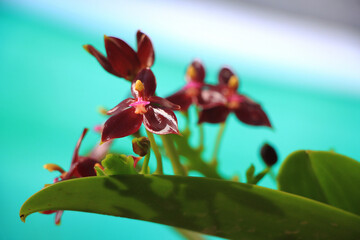 Fototapeta na wymiar Orchid flower type, small size, bright red, with a small stem and leaves. Background blur