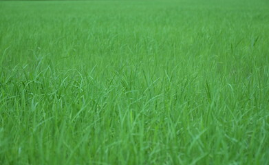 green grass background