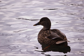 canard