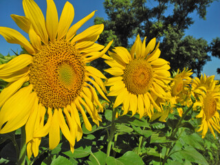 Sunflowers closeup on agricultural field        