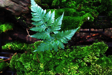 The small, single fern leaves sprouting from the lush moss in the forest and the light from the sun shining on the leaves and moss makes it look like the color of emerald.