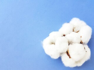 The cotton flower is tender and fluffy on a bright blue background.