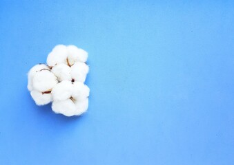The cotton flower is tender and fluffy on a bright blue background.